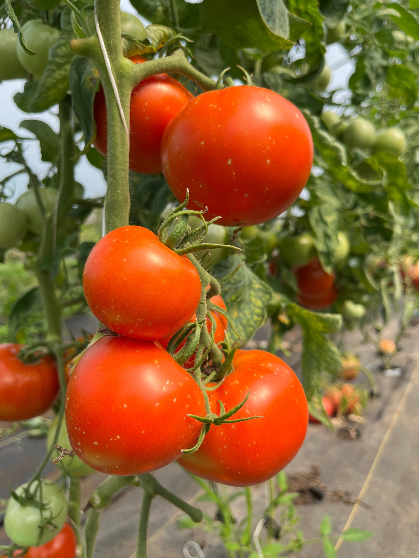 Atkinson, Tomato