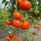 Atkinson, Tomato