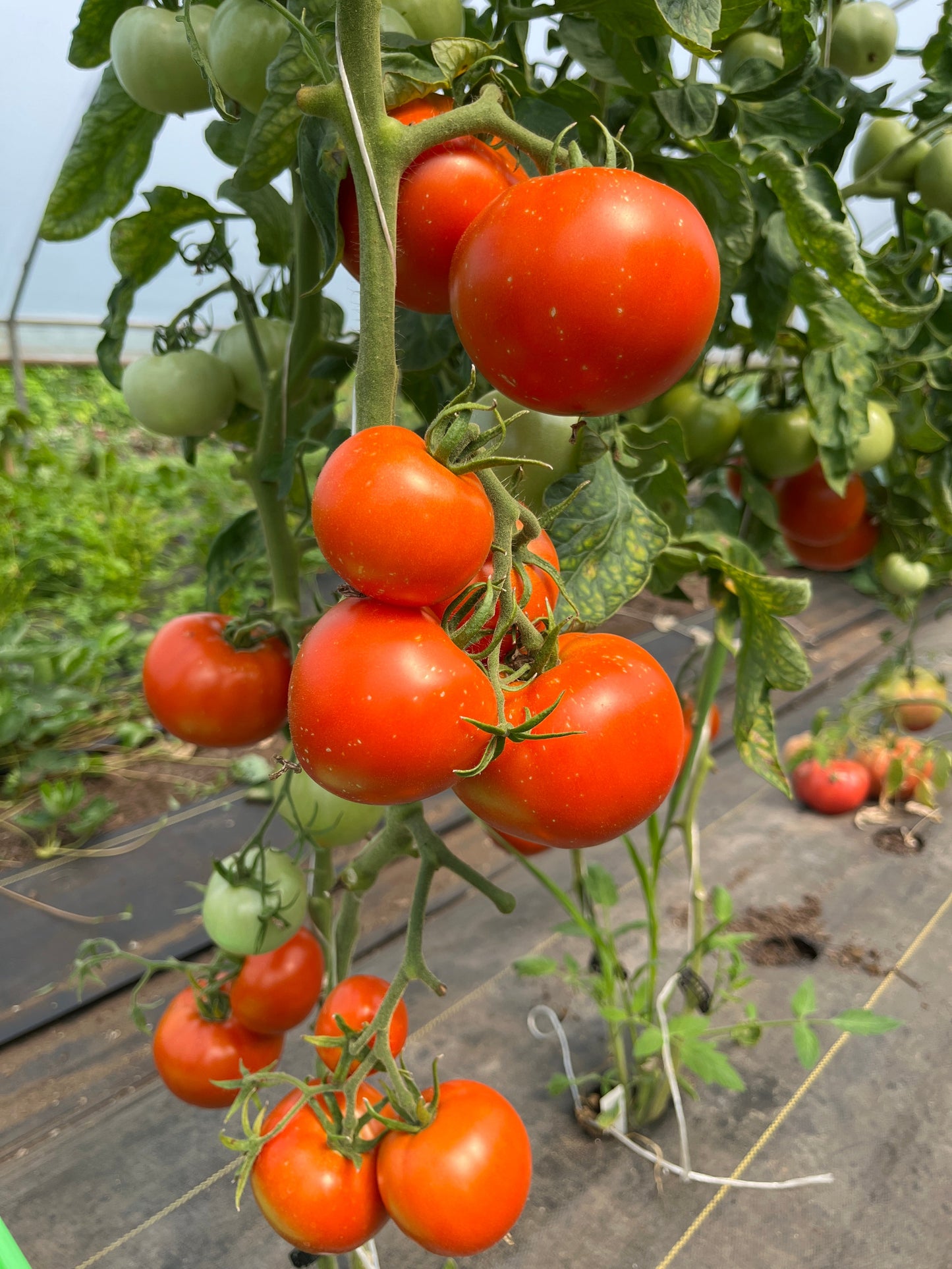 Atkinson, Tomato