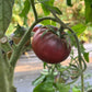 Black Beauty, Tomato