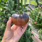 Black Beauty, Tomato