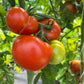 Cannonball, Tomato