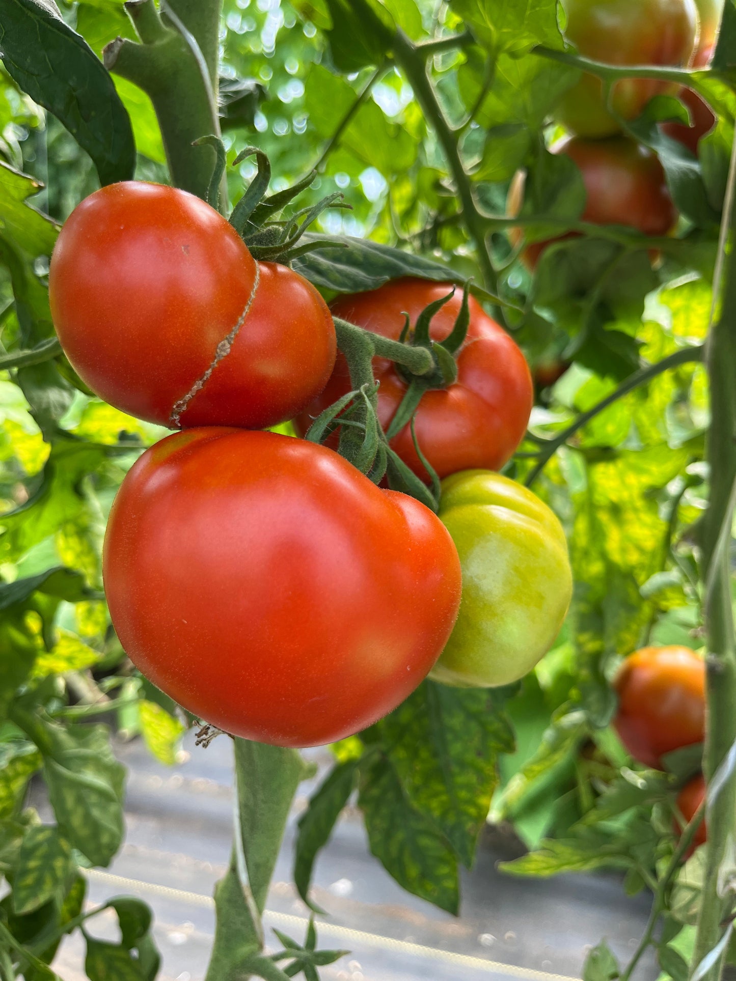 Cannonball, Tomato