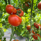 Cannonball, Tomato