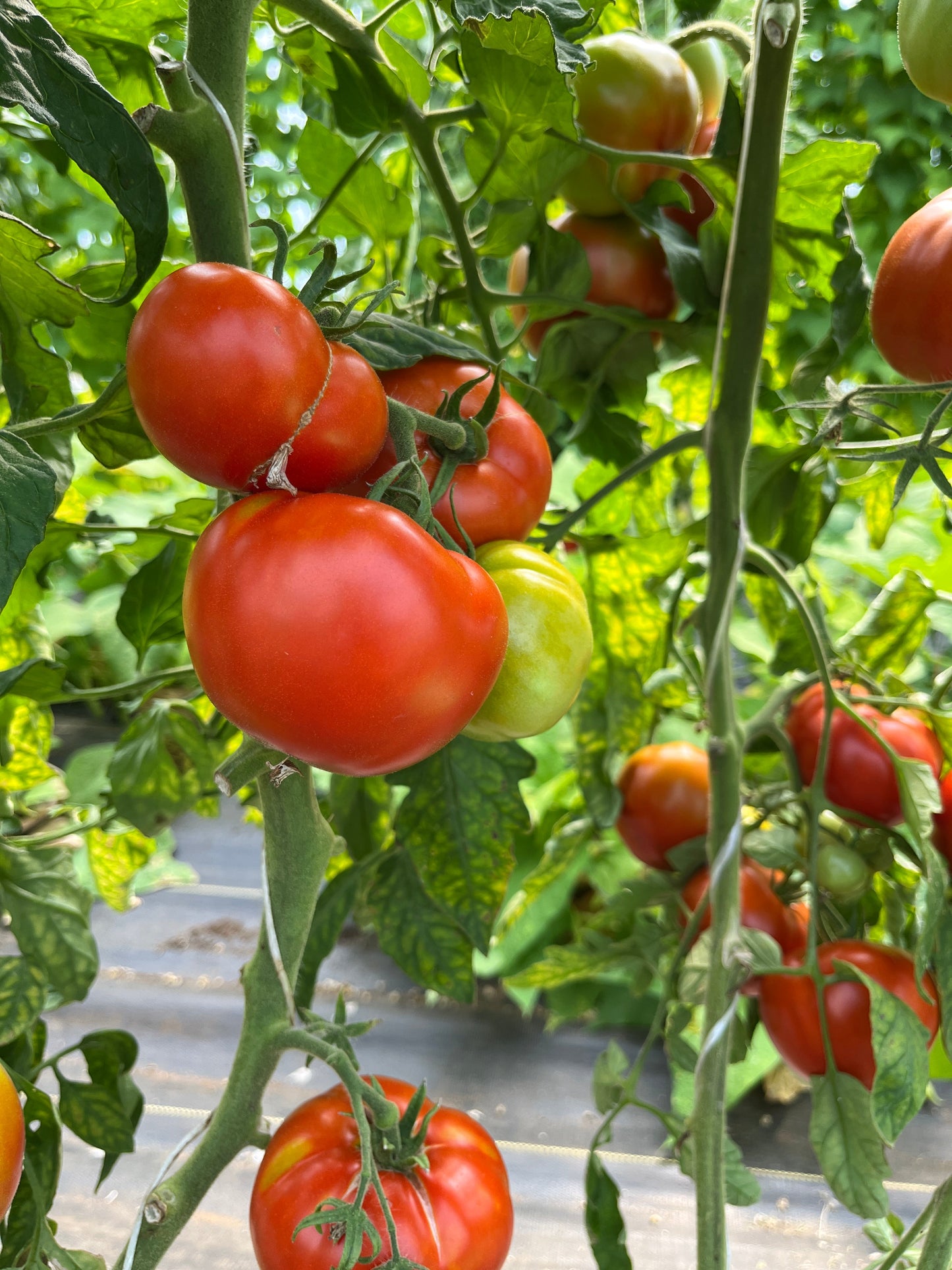 Cannonball, Tomato