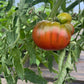 Cherokee Purple, Tomato