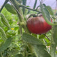 Cherokee Purple, Tomato