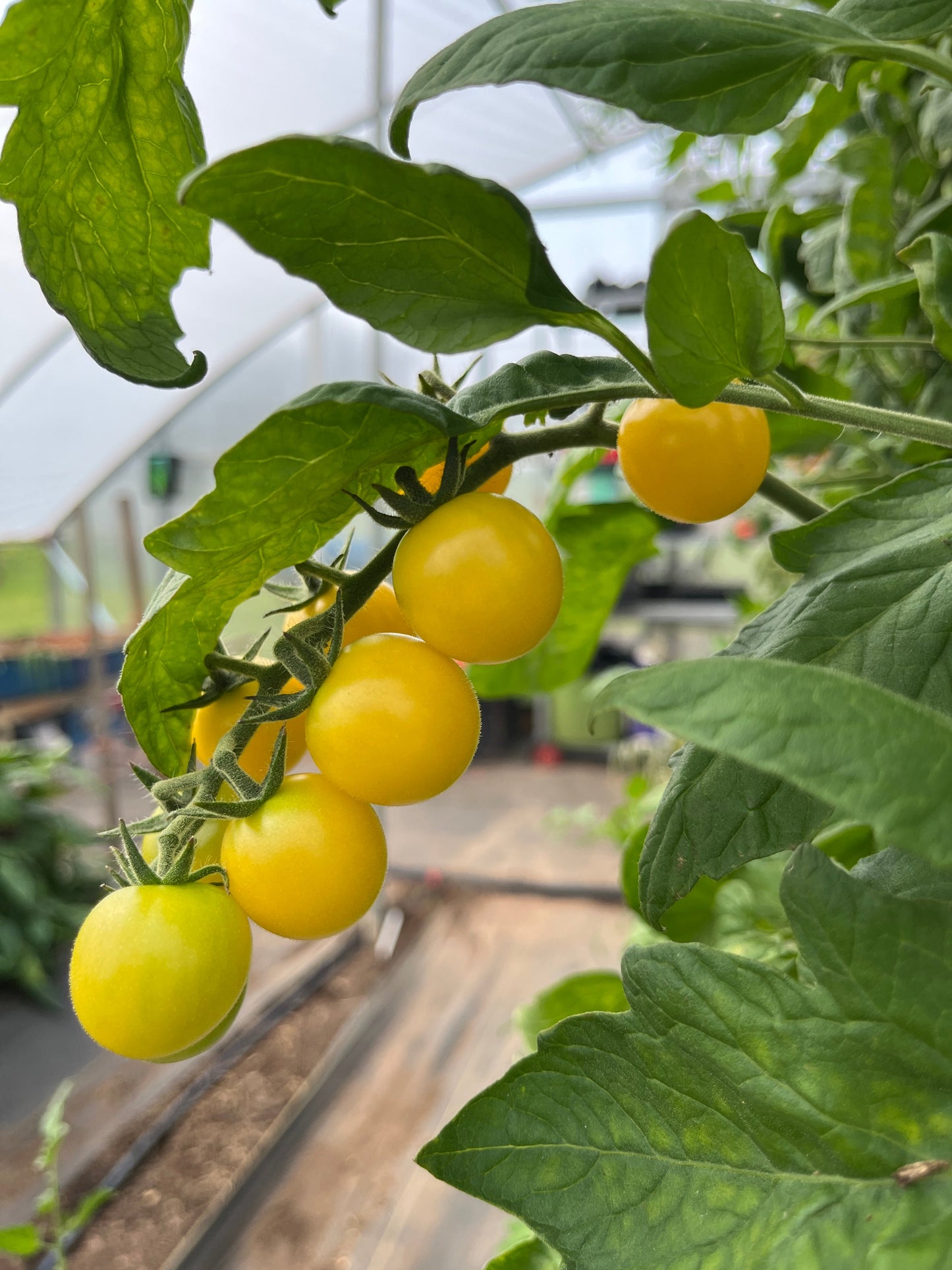 The Heirloom Kitchen Garden Bundle