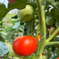 Creole, Tomato
