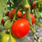 Creole, Tomato