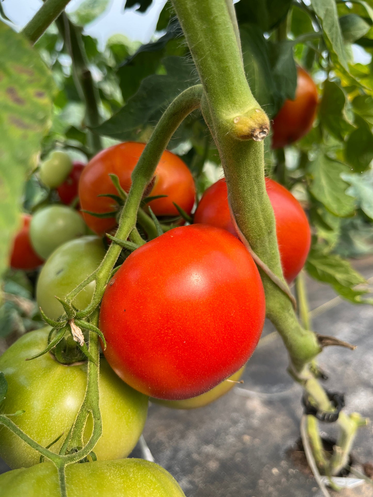 Creole, Tomato