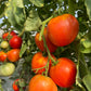 Creole, Tomato