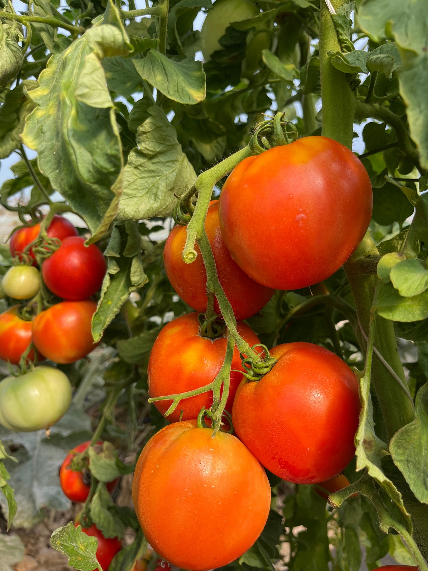 Creole, Tomato