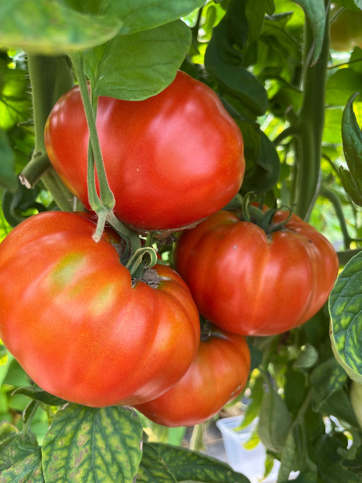 Delicious, Tomato