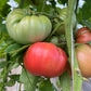 Dora, Tomato
