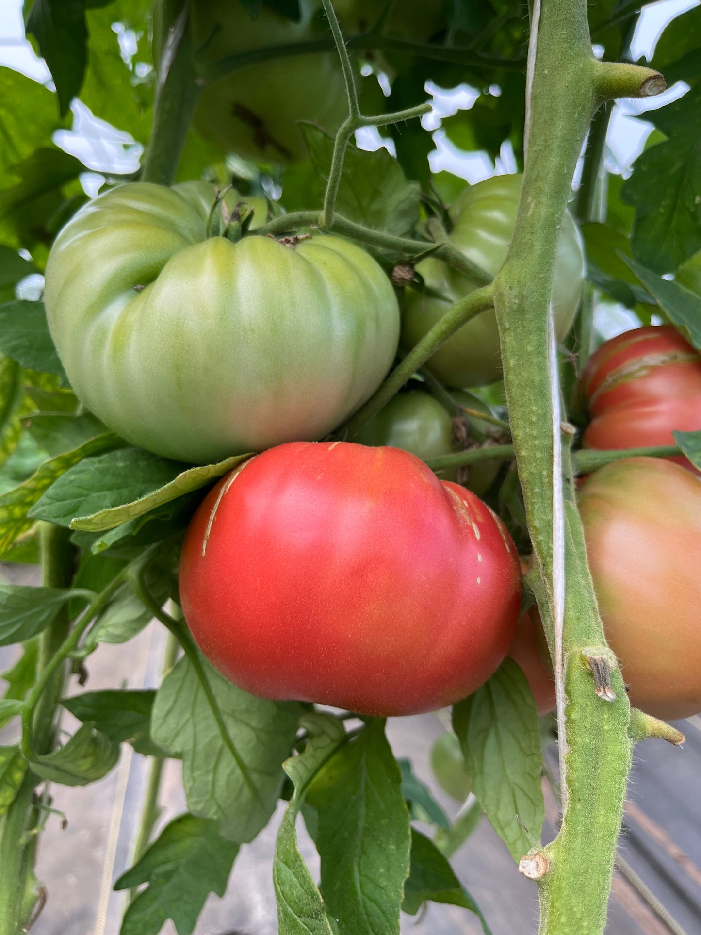 Dora, Tomato