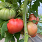 Dora, Tomato