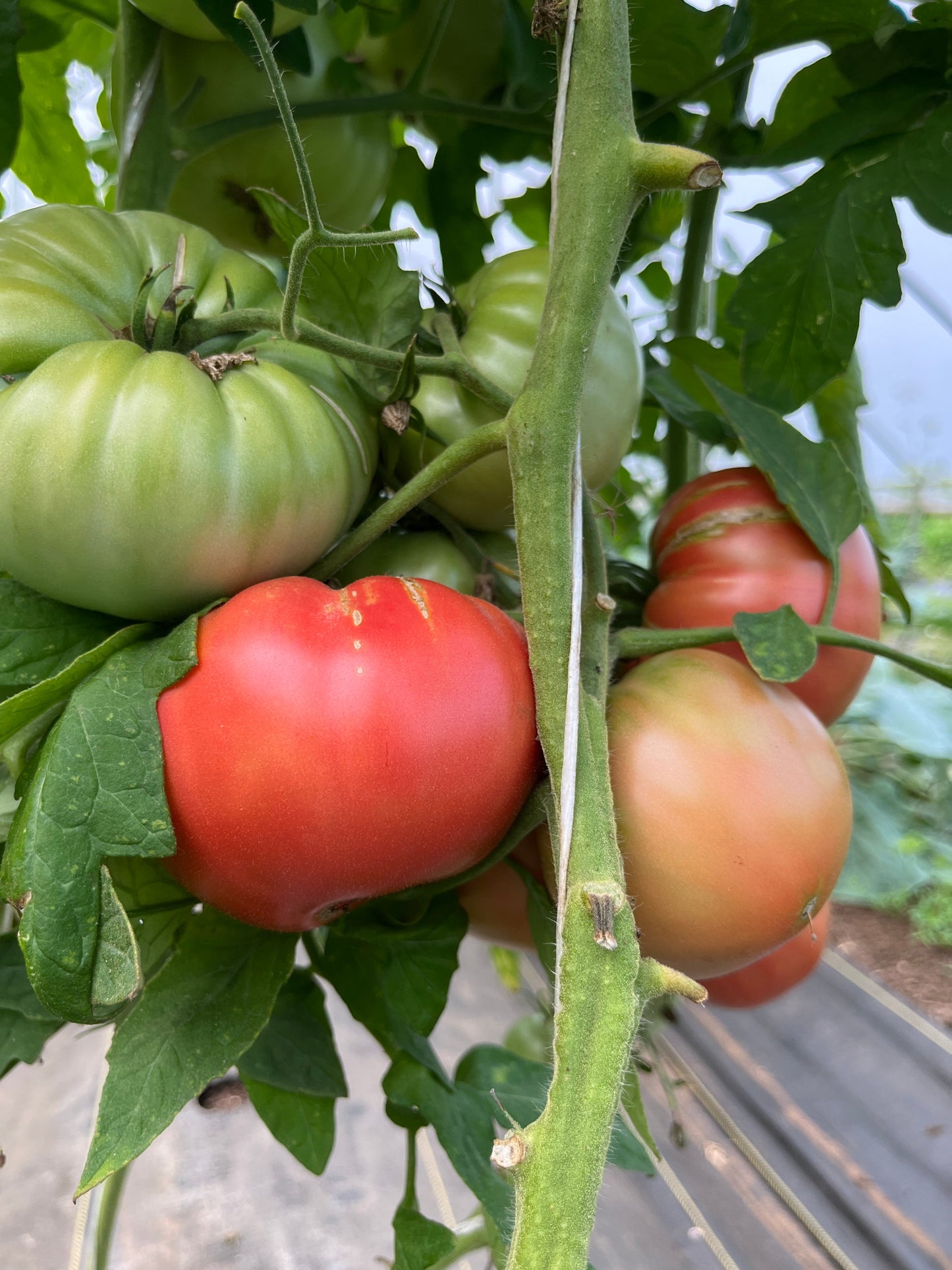 Dora, Tomato