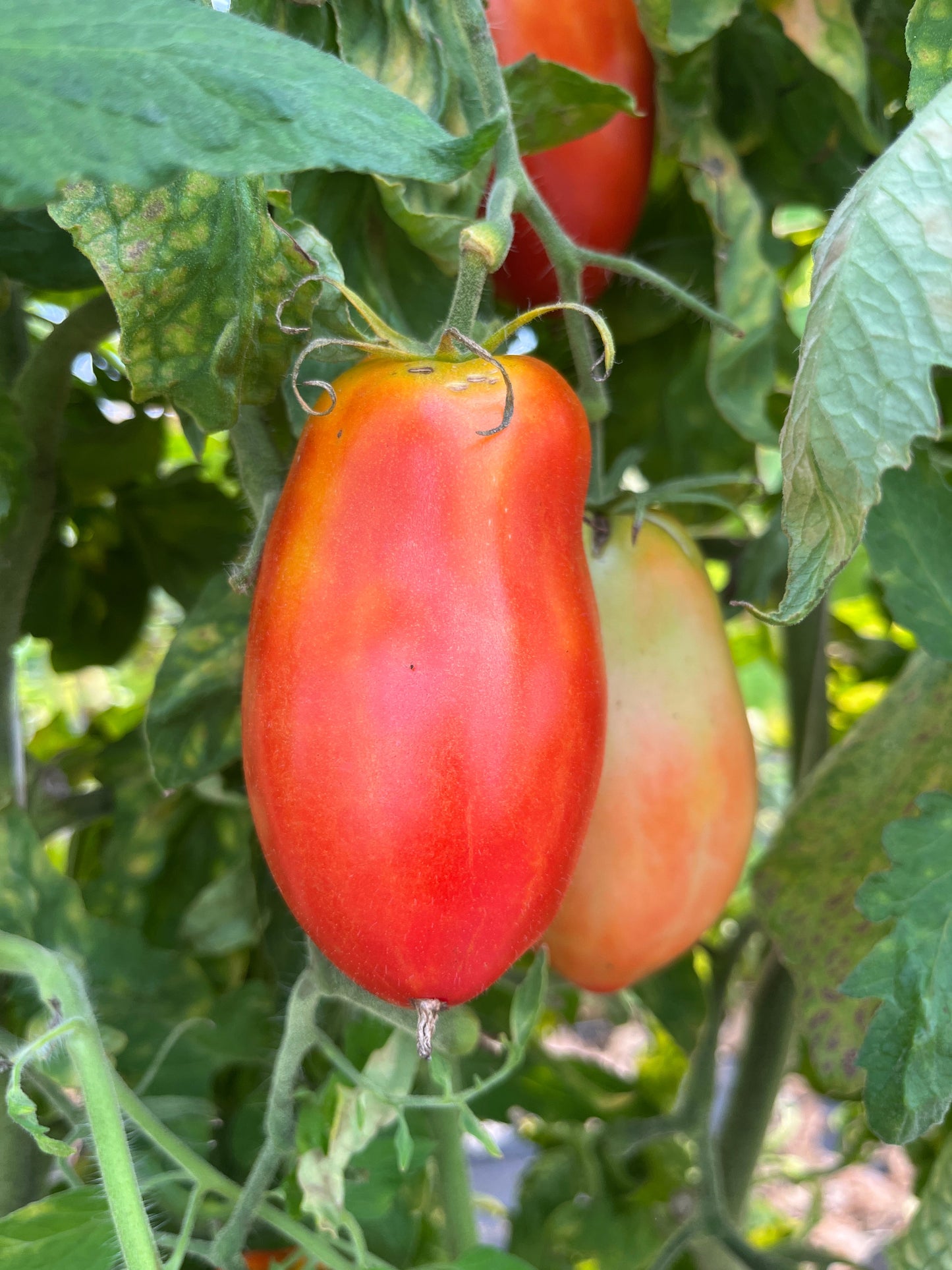 Enormous Plum, Tomato