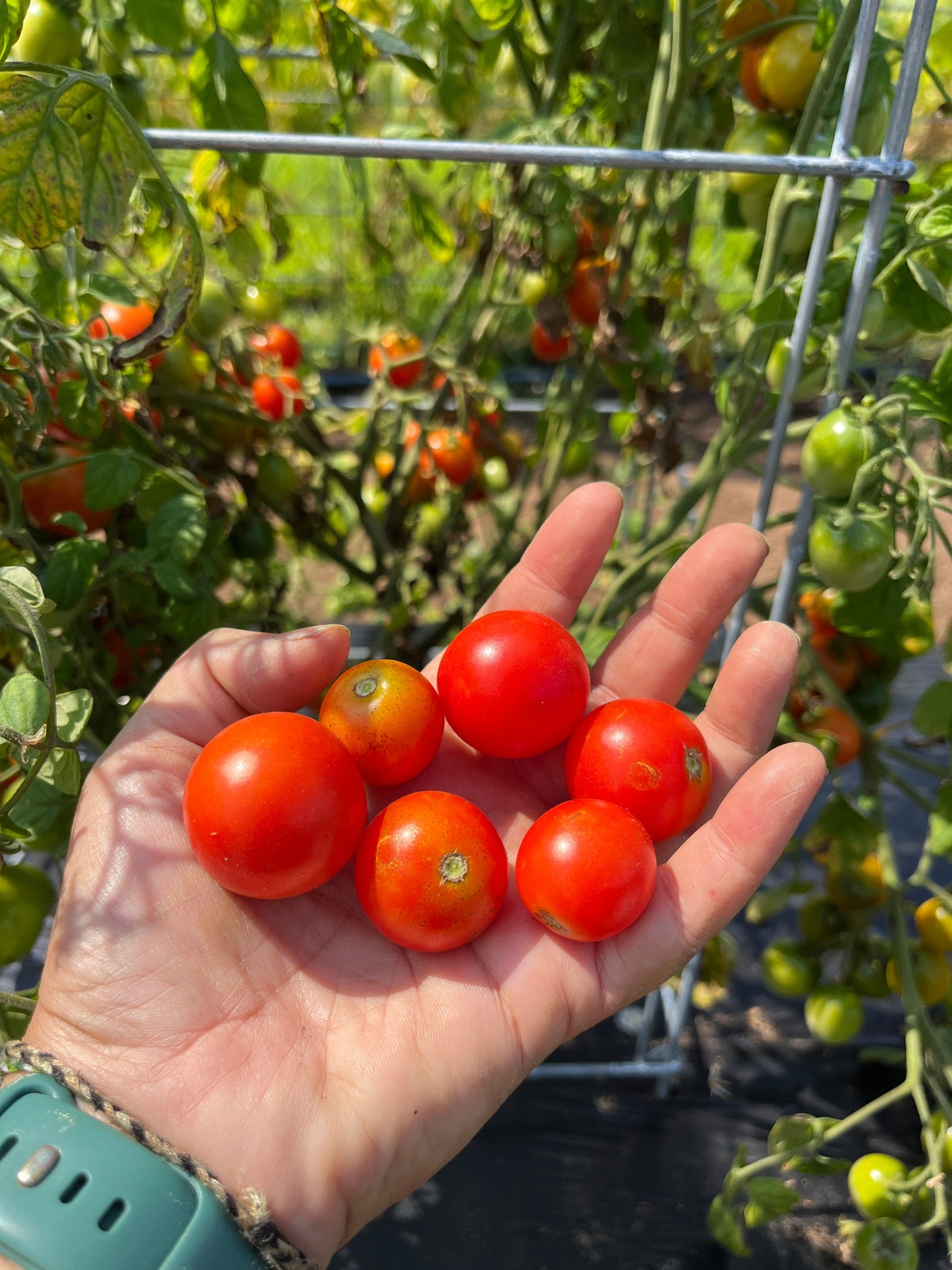 Farthest North, Tomato