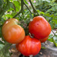 Fireworks, Tomato
