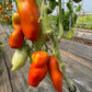 Gilbertie, Tomato