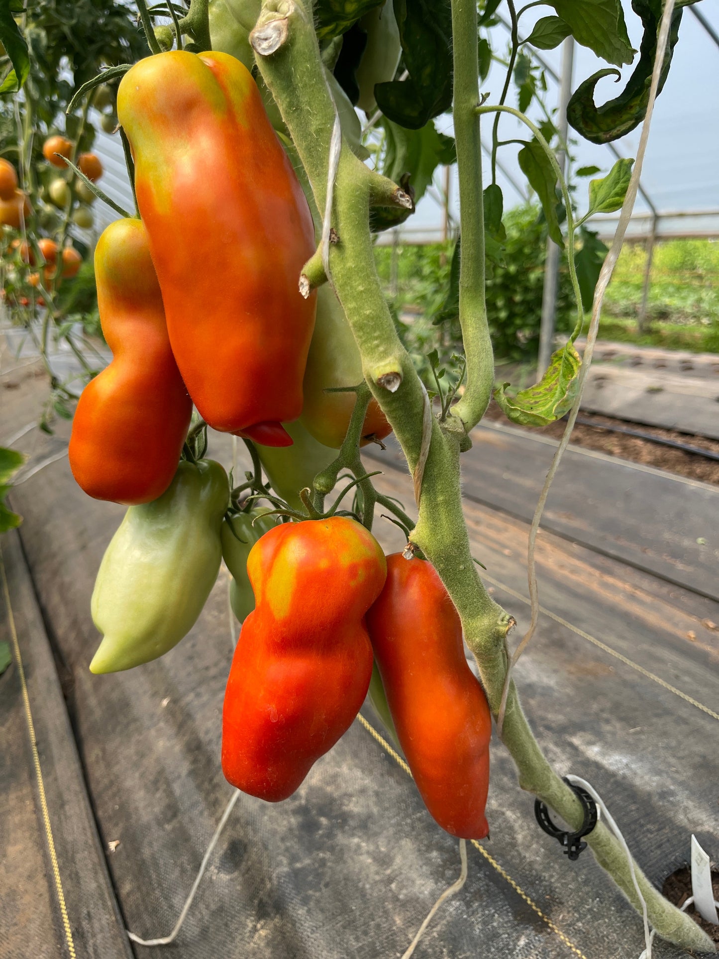 Gilbertie, Tomato