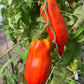 Gilbertie, Tomato