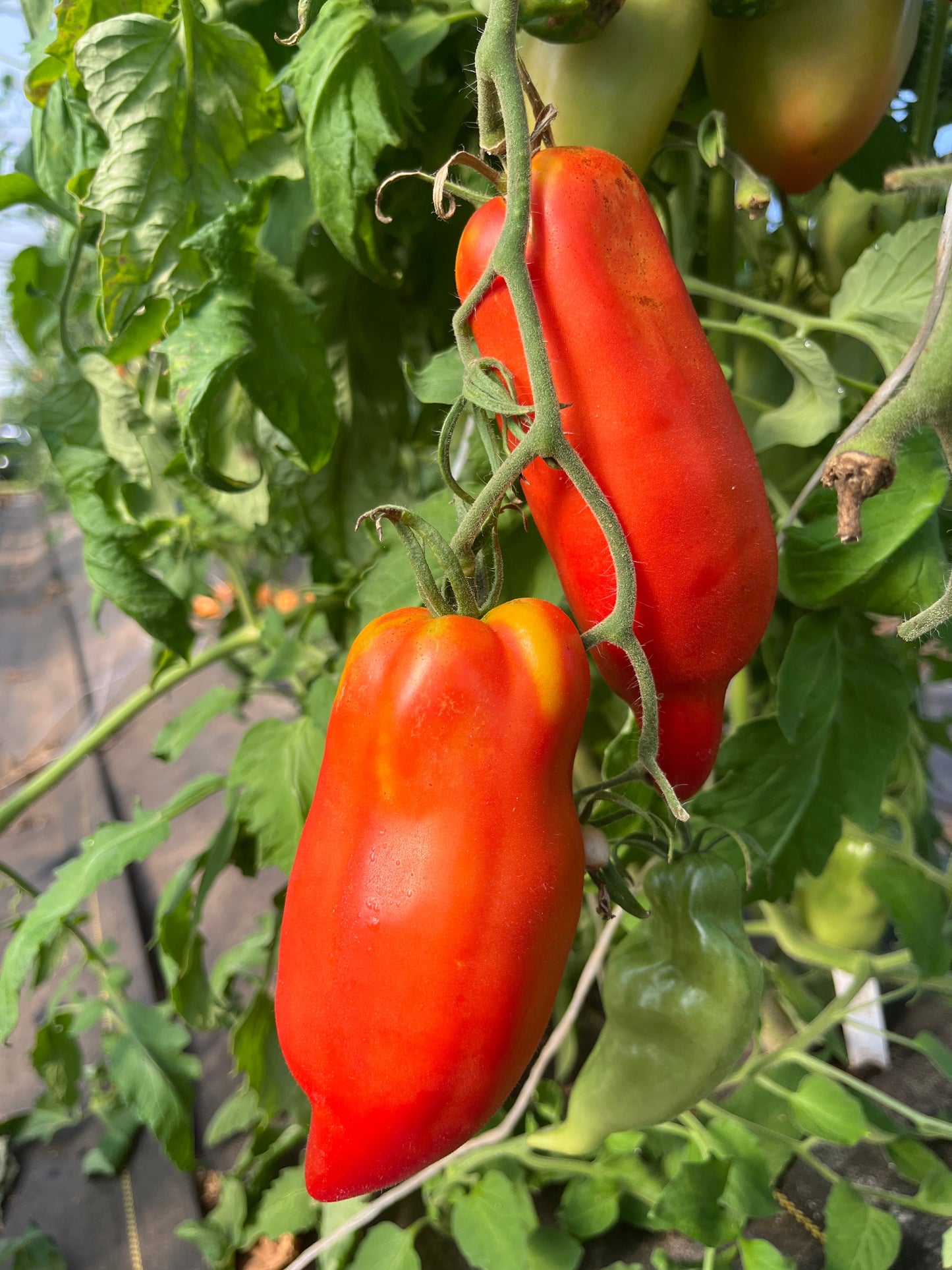 Gilbertie, Tomato