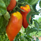 Gilbertie, Tomato