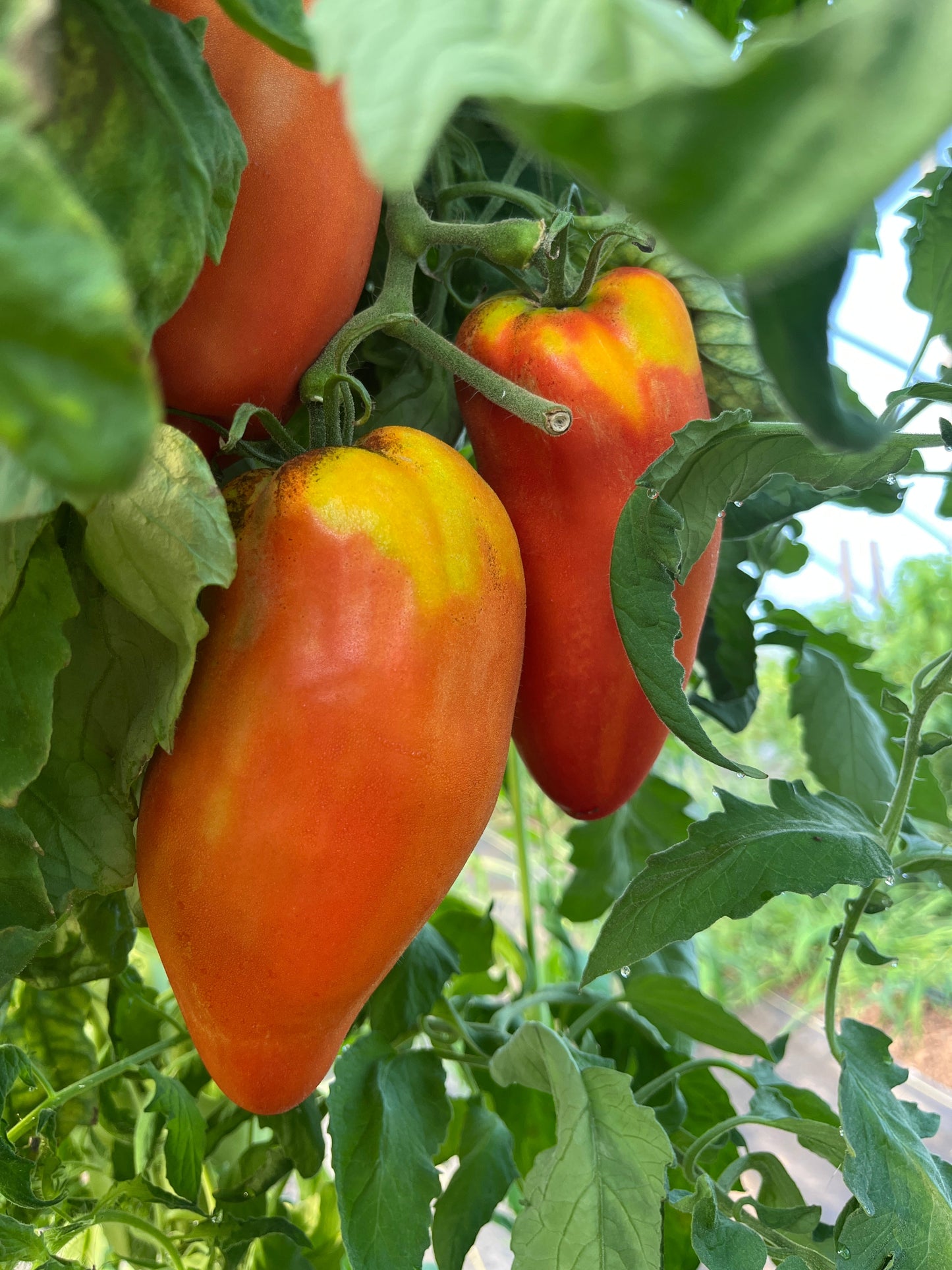 Gilbertie, Tomato
