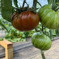 Girly Girl's Weird Thing, Tomato