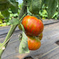 Girly Girl's Weird Thing, Tomato