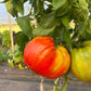 Goat's Bag, Tomato