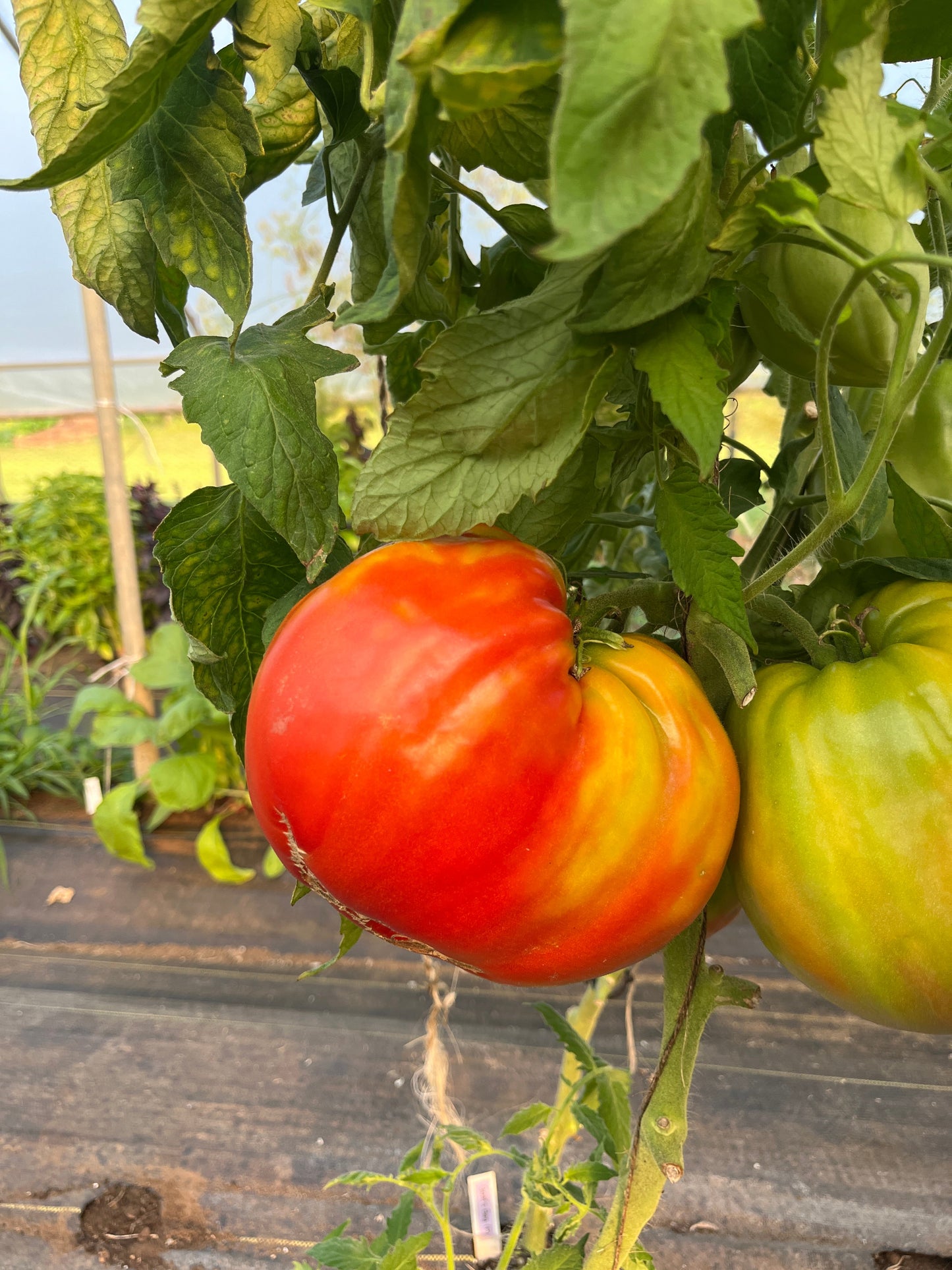 Goat's Bag, Tomato