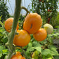 Honey Sugar, Tomato