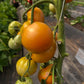 Honey Sugar, Tomato