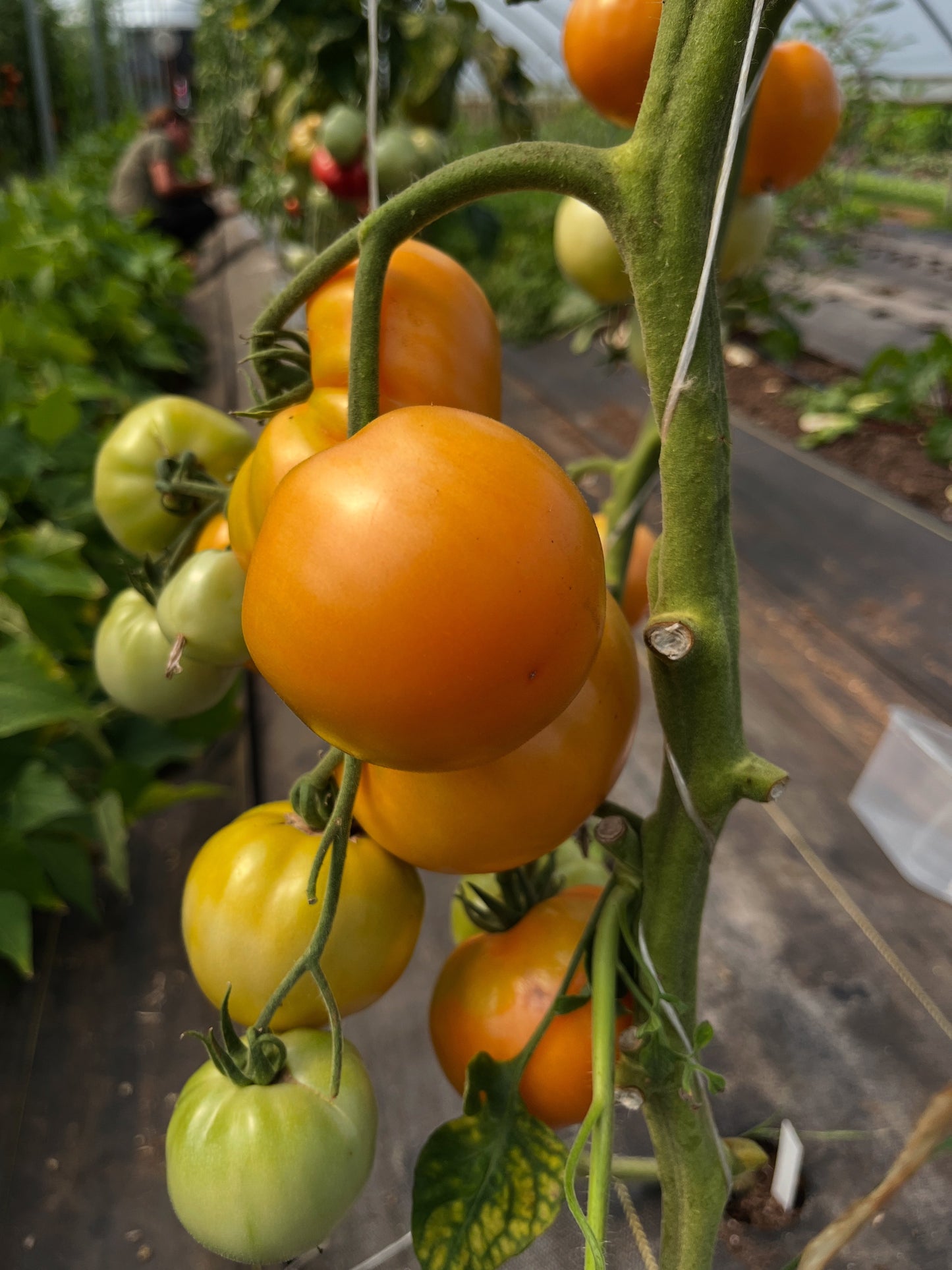 Honey Sugar, Tomato