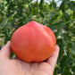 Katja, Tomato
