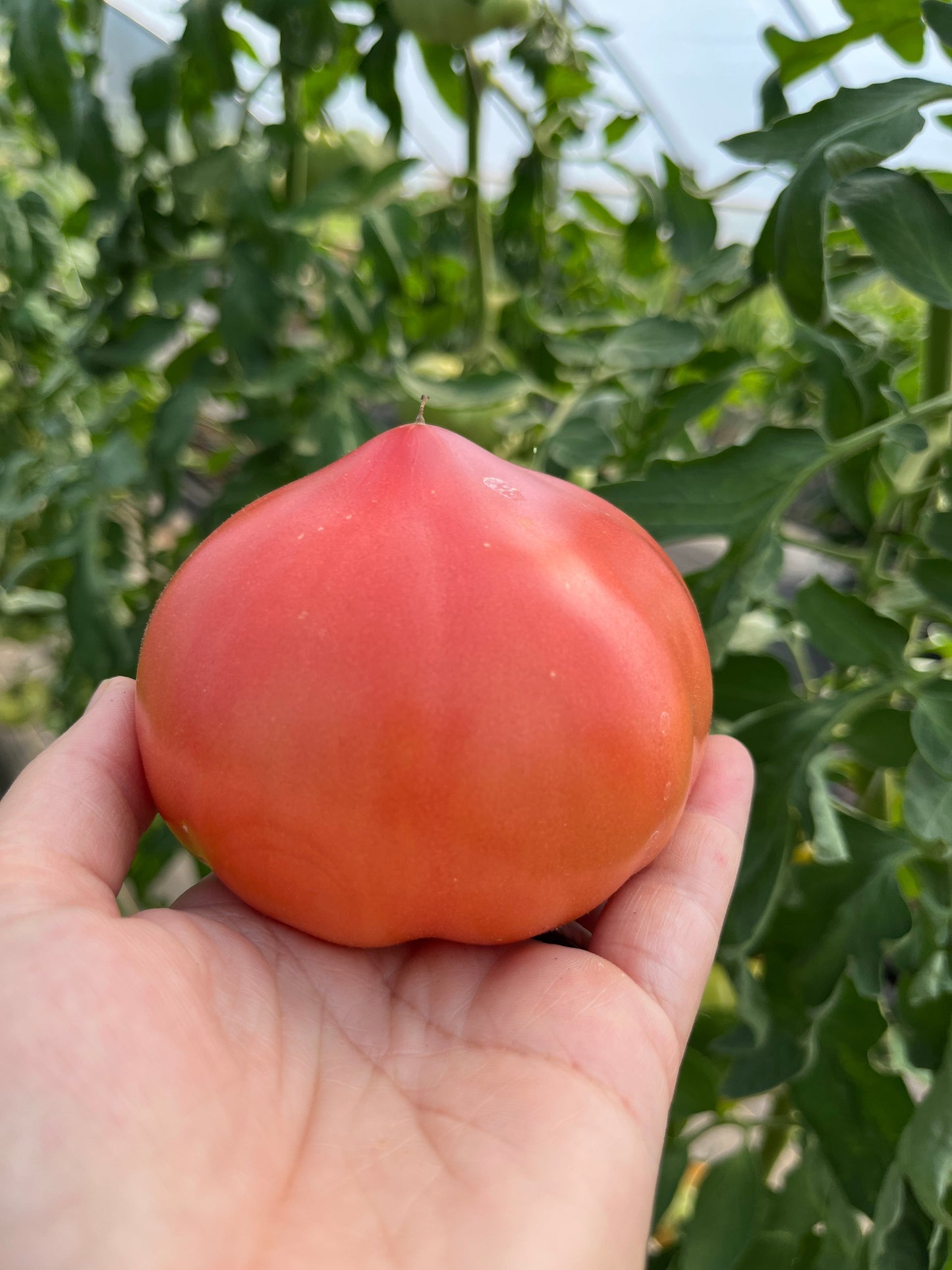 Katja, Tomato