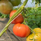 Katja, Tomato