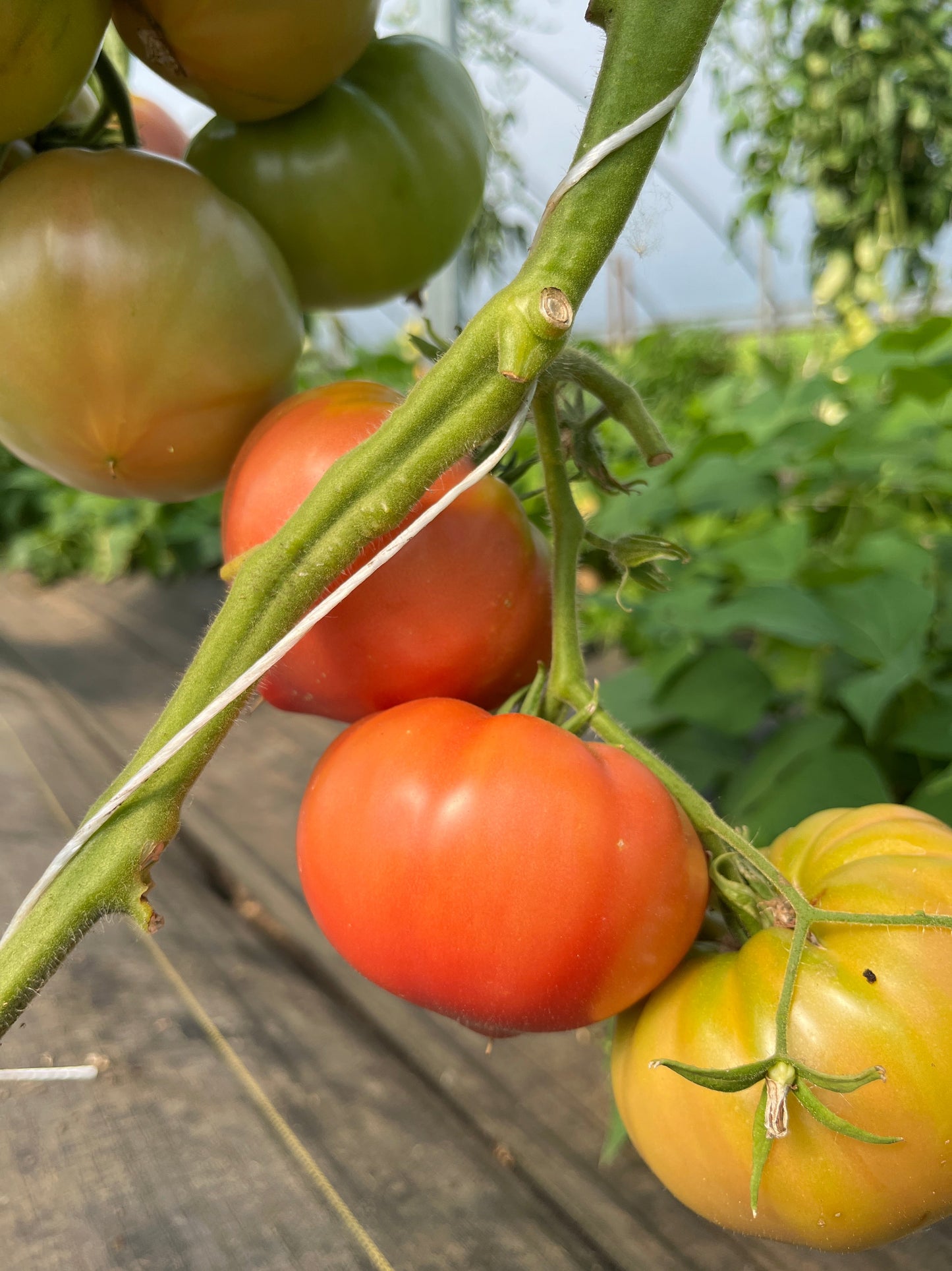 Katja, Tomato