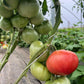 Katja, Tomato