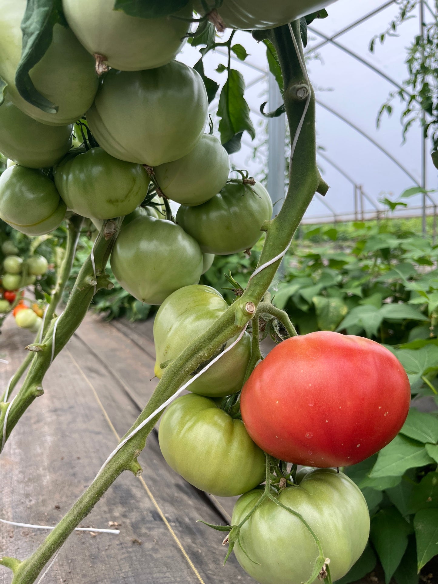 Katja, Tomato
