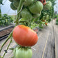 Katja, Tomato