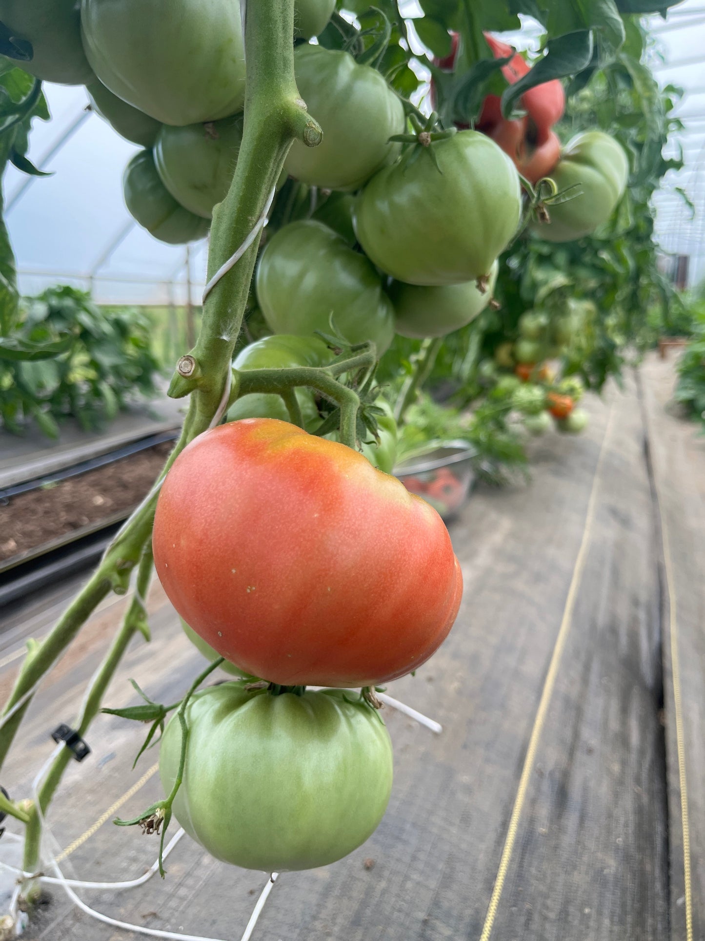 Katja, Tomato