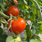 Legend, Tomato
