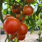 Legend, Tomato