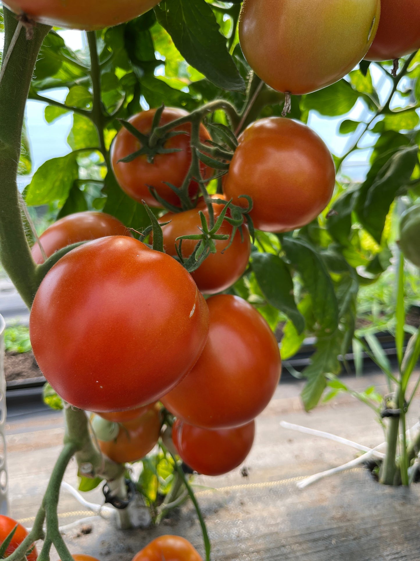 Legend, Tomato