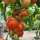 Legend, Tomato